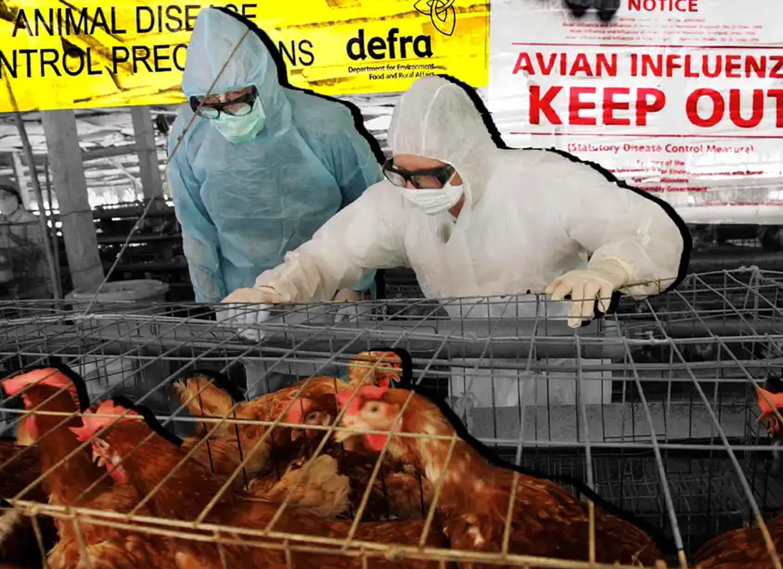 Could bird flu be the next Covid? Why experts are warning Britain of ‘sleepwalking’ into a new pandemic